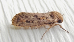 Acrolophus popeanella