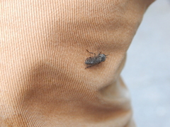 Haematopota pluvialis