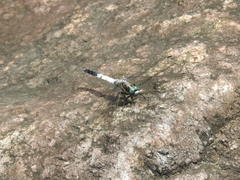 Orthetrum albistylum speciosum