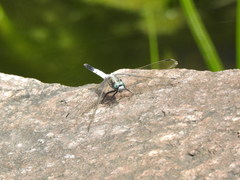 Orthetrum albistylum speciosum