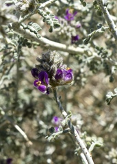 Psorothamnus polydenius