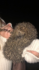 Erinaceus roumanicus