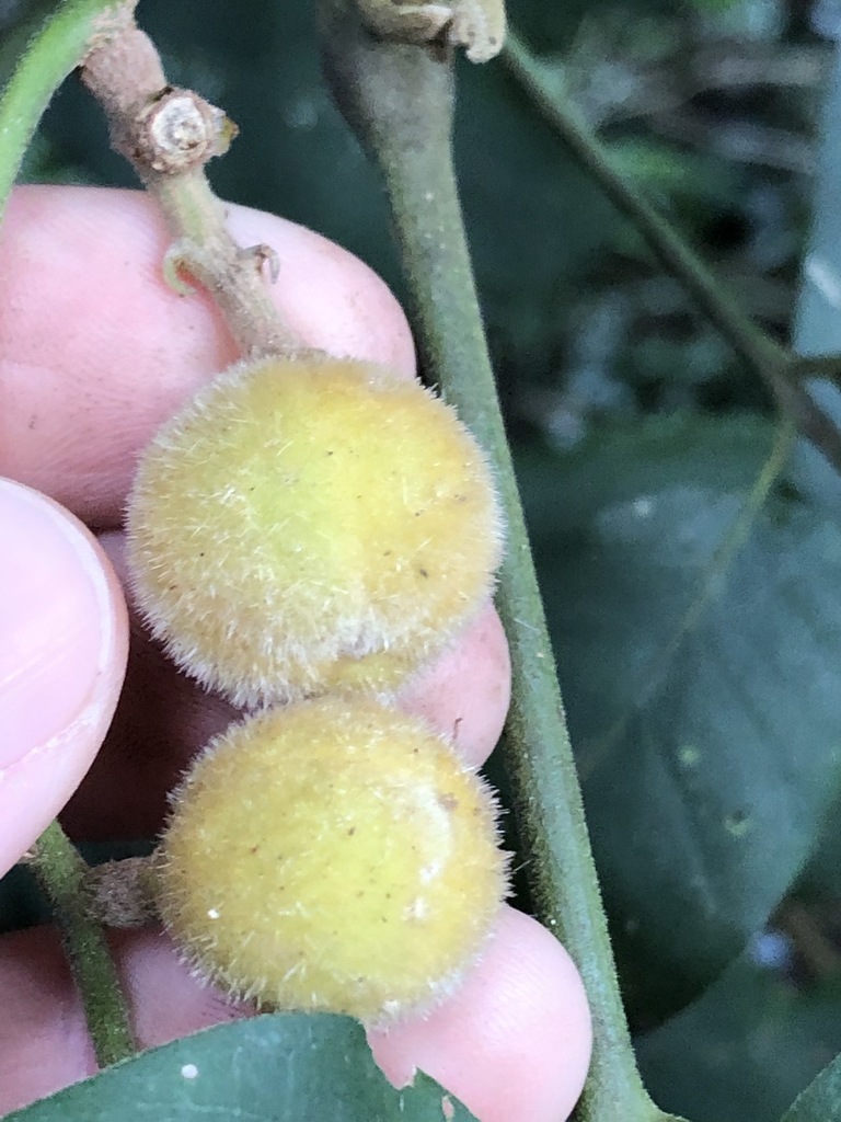 Dysoxylum