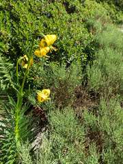 Lilium pyrenaicum