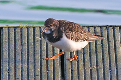 Arenaria interpres
