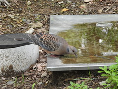 Streptopelia orientalis