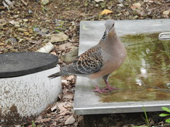 Streptopelia orientalis