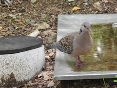 Streptopelia orientalis