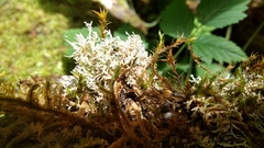 Sphaerophorus globosus