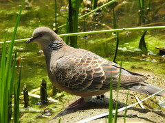 Streptopelia orientalis