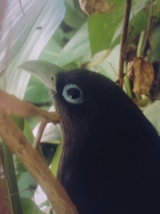 Phaenicophaeus viridirostris