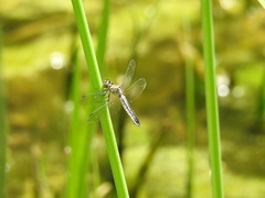 Lyriothemis pachygastra