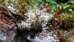 Sphaerophorus globosus