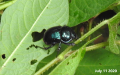 Phelotrupes auratus