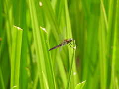 Lyriothemis pachygastra