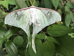 Actias