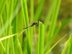 Lyriothemis pachygastra