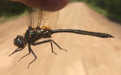 Somatochlora kennedyi