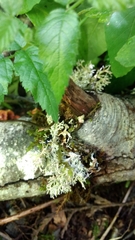 Sphaerophorus globosus