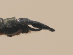 Somatochlora kennedyi