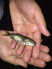 Richardsonius balteatus