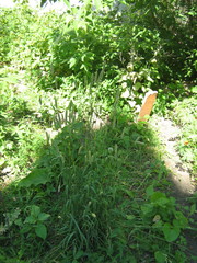 Phleum pratense