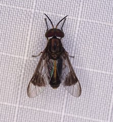 Chrysops univittatus
