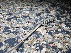 Aspidoscelis neotesselatus