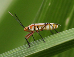 Dysdercus nigrofasciatus
