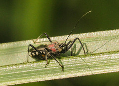 Rhynocoris venustus