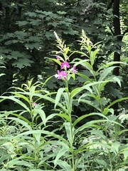 Chamaenerion angustifolium