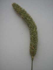 Phleum pratense