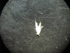 Phleum pratense