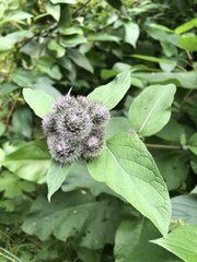 Arctium tomentosum
