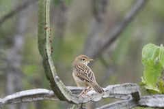 Cisticola chiniana