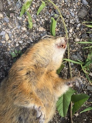 Urocitellus undulatus