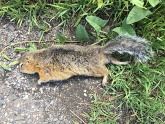 Urocitellus undulatus