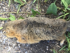 Urocitellus undulatus