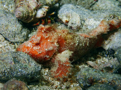 Paraploactis kagoshimensis