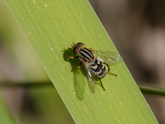 Anasimyia