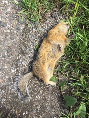 Urocitellus undulatus