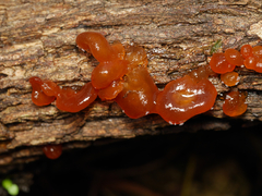 Phaeotremella fimbriata