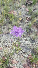 Scabiosa comosa