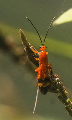 Archibracon servillei