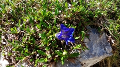Gentiana clusii