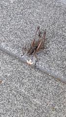 Pachytrachis gracilis