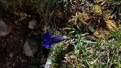 Gentiana clusii