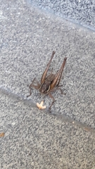 Pachytrachis gracilis