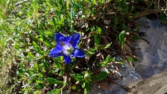 Gentiana clusii