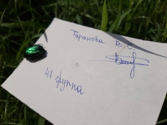 Cetonia aurata